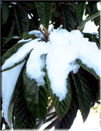 A heat-loving Japanese plum grows and producing fruits in winter