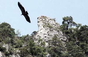 The eagles of Montsegur