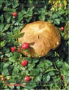 Белые грибы Boletus edulis