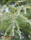 Кедры голубые – Cedrus Atlantica f. Glauca