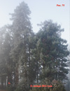 Секвойя – Sequoia Sempervirens