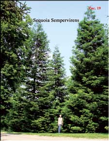 Секвойя – Sequoia Sempervirens