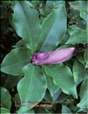 Magnolia «Susan»