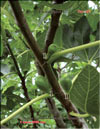 Инжир – Ficus carica L.