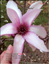 Magnolia «Betty»