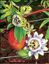 Пассифлора – Passiflora Sayonara