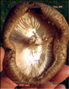 Гриб шитаки – Shiitake