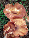 Лисички – Cantharellus tubiformis