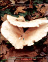 Лисички – Cantharellus tubiformis