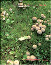 Опёнок луговой – Marasmius oreades