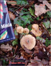 Опята настоящие Armillaria mellea