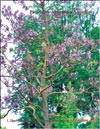 Павлония Имперская 
– Paulownia tomentosa Imperialis