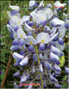 Вистерия китайская – Wisteria chinensis