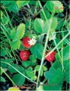 Земляникa лесная – Fragaria vesca L.