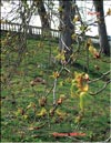 Каштан – Castanea verca Gaerth.