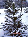 Араукария чилийская (Araucaria araucana) – Обезьянье дерево в снегу