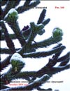 Араукария чилийская (Araucaria araucana) – Обезьянье дерево