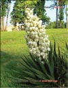 Пальма Юкка Трекуля (Yucca treculeana Carriere)