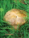 Белые грибы (Boletus edulis)