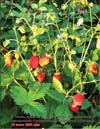 Земляника лесная (Fragaria vesca L.)