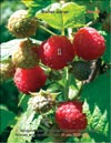 Малина (Rubus daeus)