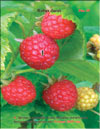 Малина (Rubus daeus)