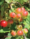 Смородина красная (Ribes vulgare Lam.)