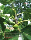 Несколько поколений плодов на ветках Фигового дерева (Ficus carica L.)